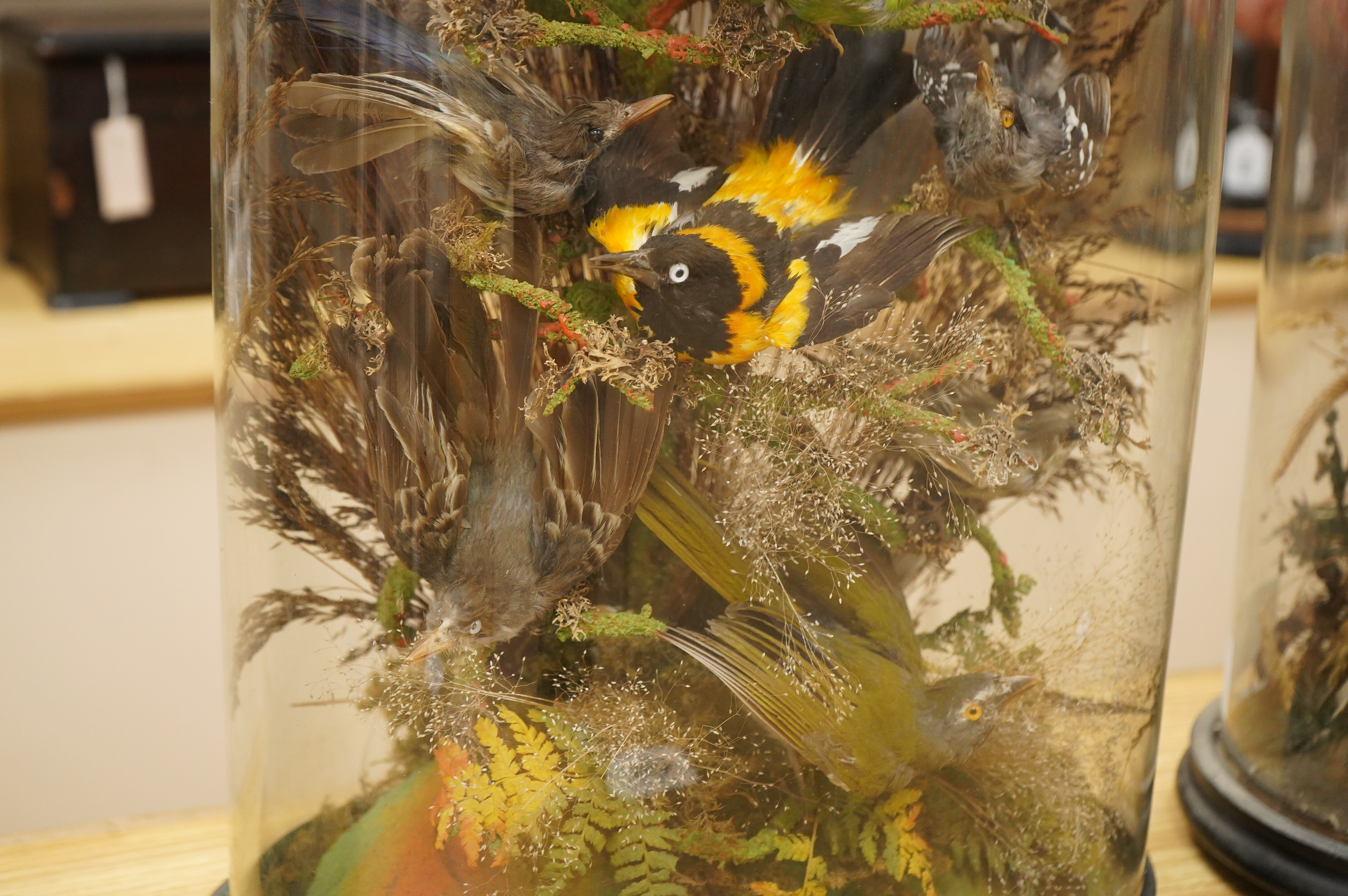 A Victorian taxidermy display of exotic birds including a Venezuelan Troupial, finches, etc., contained within a domed case with ebonised base, 57cm high, 35cm wide